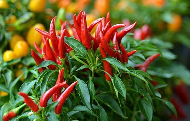 Red chillies growing on a chilli plant